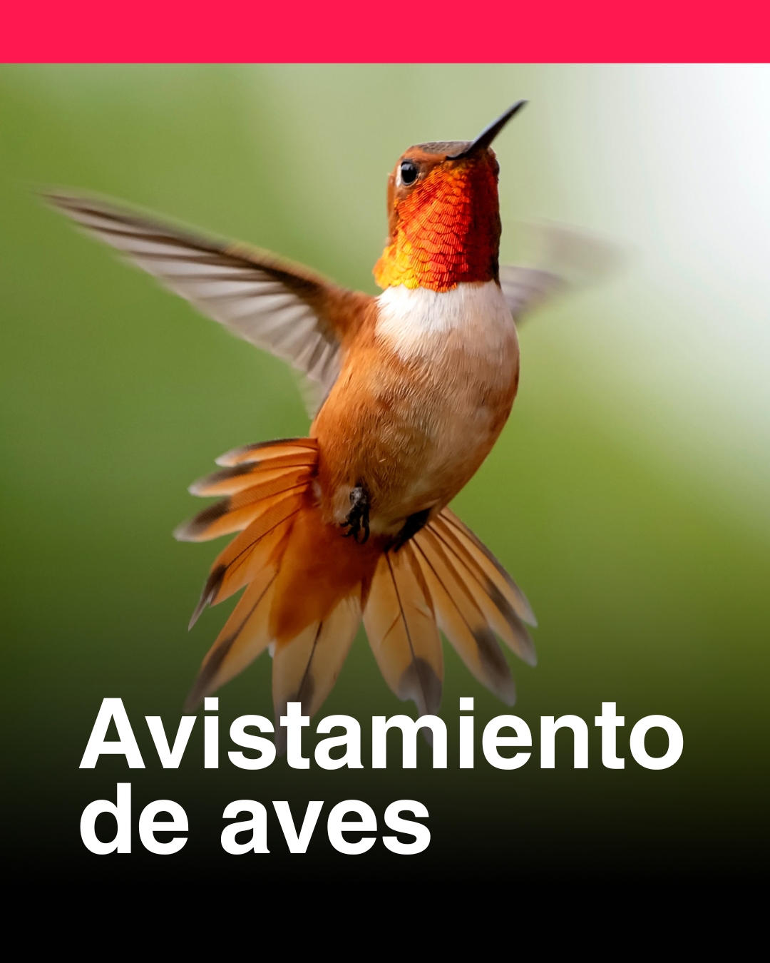 Expediciones 1 - Verde y Silvestre