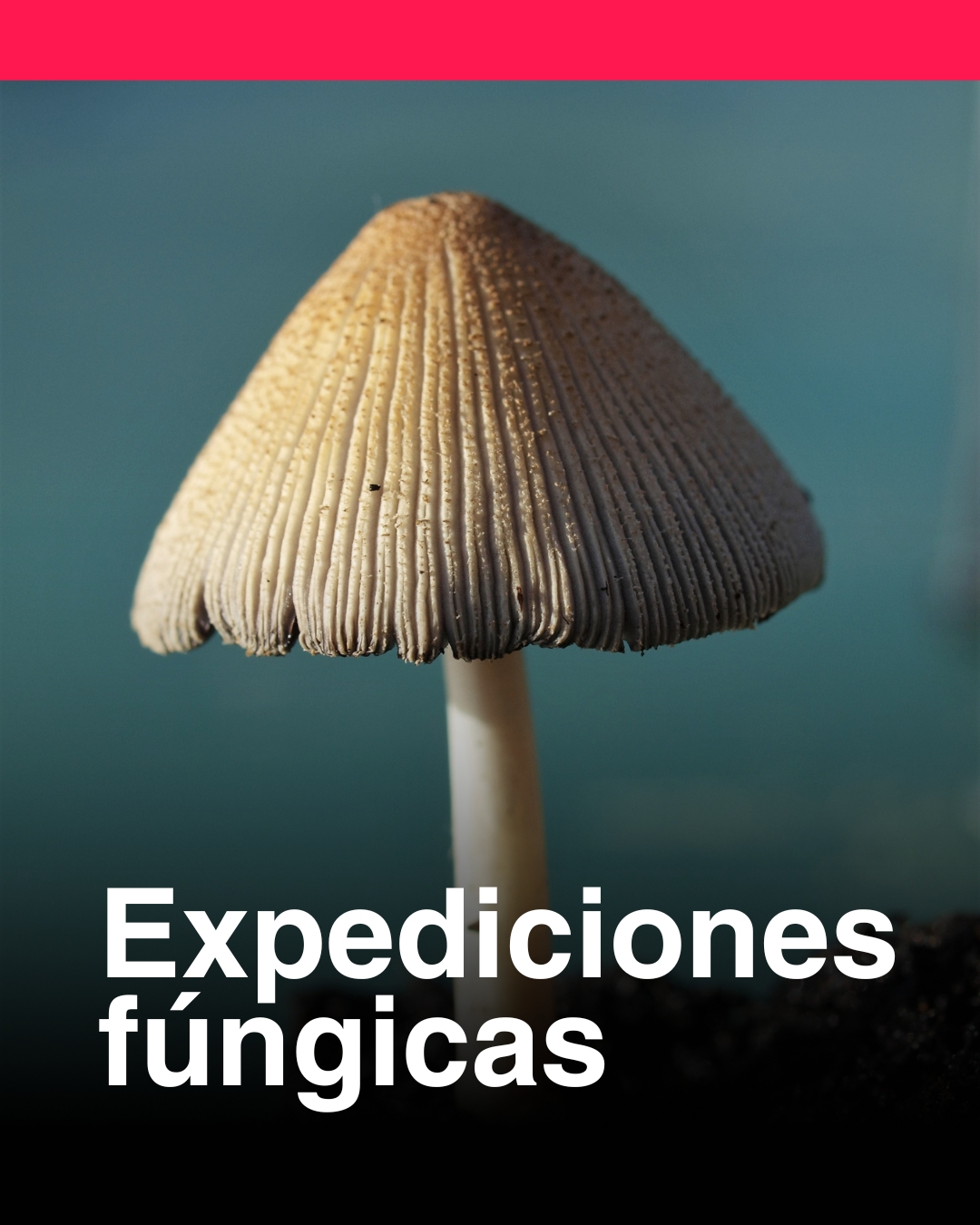 Expediciones 2 - Verde y Silvestre