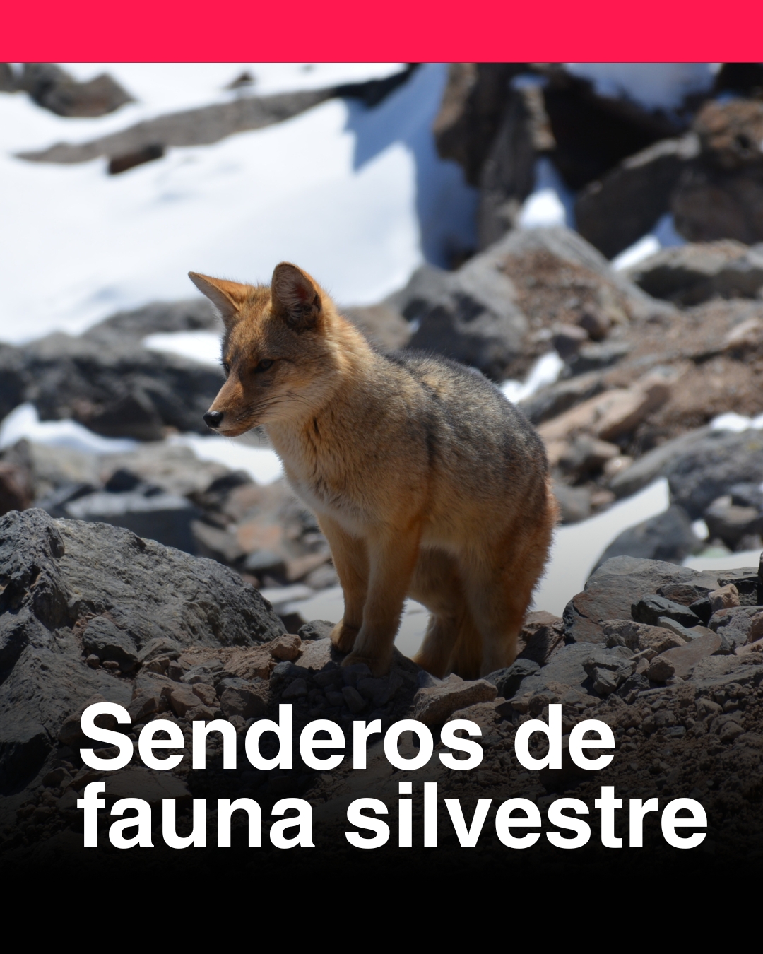 Expediciones 4 - Verde y Silvestre