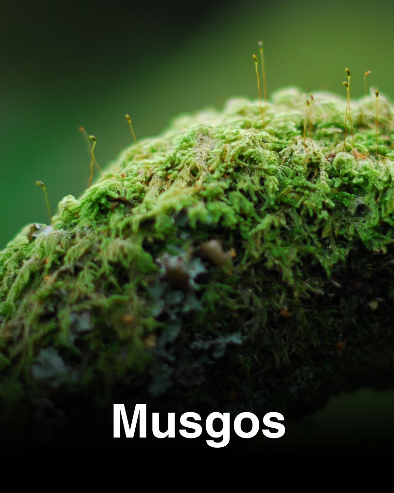Especies-2-Verde-y-Silvestre-6