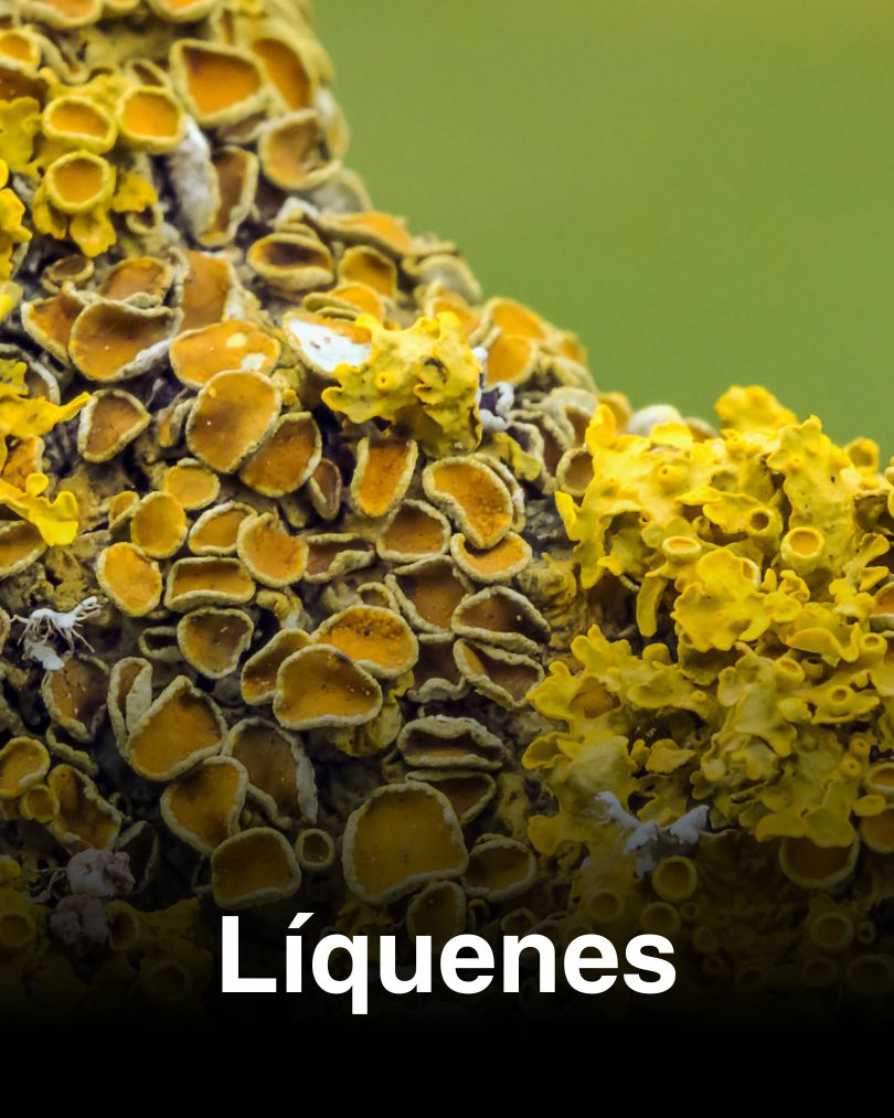 Especies-2-Verde-y-Silvestre-7